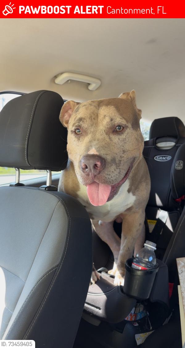 Lost Male Dog last seen Williams ditch rd, Cantonment, FL 32533