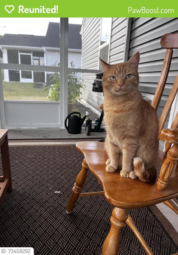 Reunited Male Cat last seen Lynwood lane Fuquay, Fuquay-Varina, NC 27526