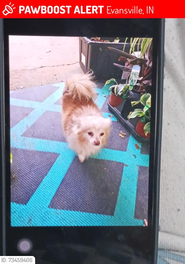 Lost Male Dog last seen Near bosses high school on Washington Ave, Evansville, IN 47714