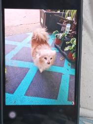 Lost Male Dog last seen Near bosses high school on Washington Ave, Evansville, IN 47714
