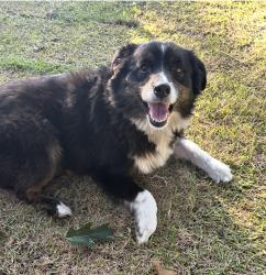 Reunited Female Dog last seen Roberts and Elm Drive, Terrell, TX 75160