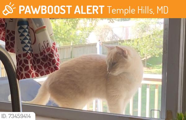 Found/Stray Female Cat last seen Agape Family Faith Center, Temple Hills, MD 20748