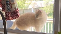 Found/Stray Female Cat last seen Agape Family Faith Center, Temple Hills, MD 20748