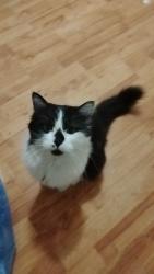 Lost Male Cat last seen Near block princess, Regina, SK S4T 3Y9
