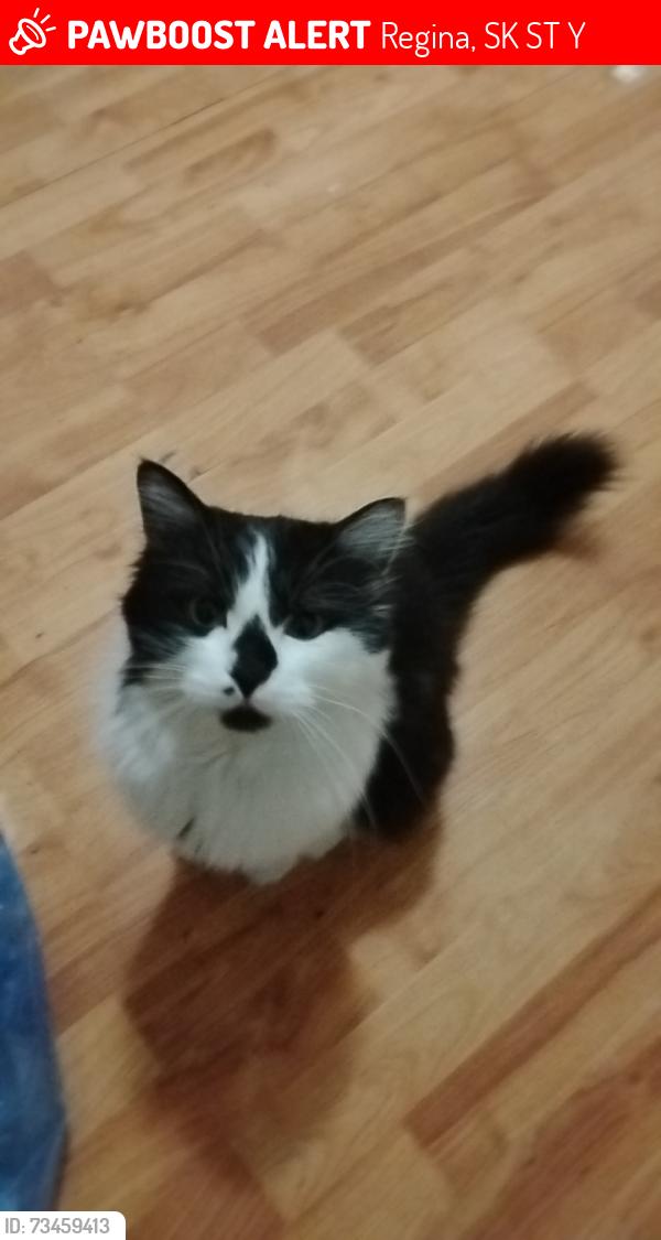 Lost Male Cat last seen Near block princess, Regina, SK S4T 3Y9