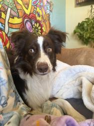Lost Male Dog last seen Adams st, Tucson, AZ 85719