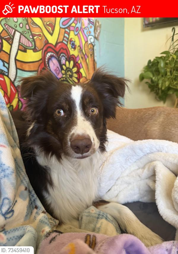 Lost Male Dog last seen Adams st, Tucson, AZ 85719