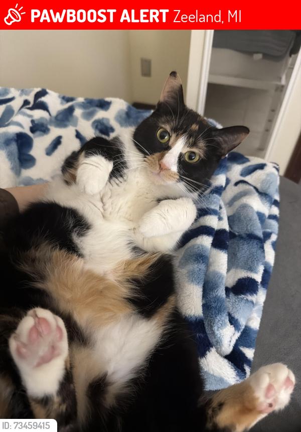 Lost Female Cat last seen Adams Street near elementary, Zeeland, MI 49464