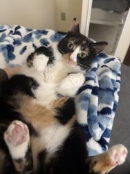 Lost Female Cat last seen Adams Street near elementary, Zeeland, MI 49464