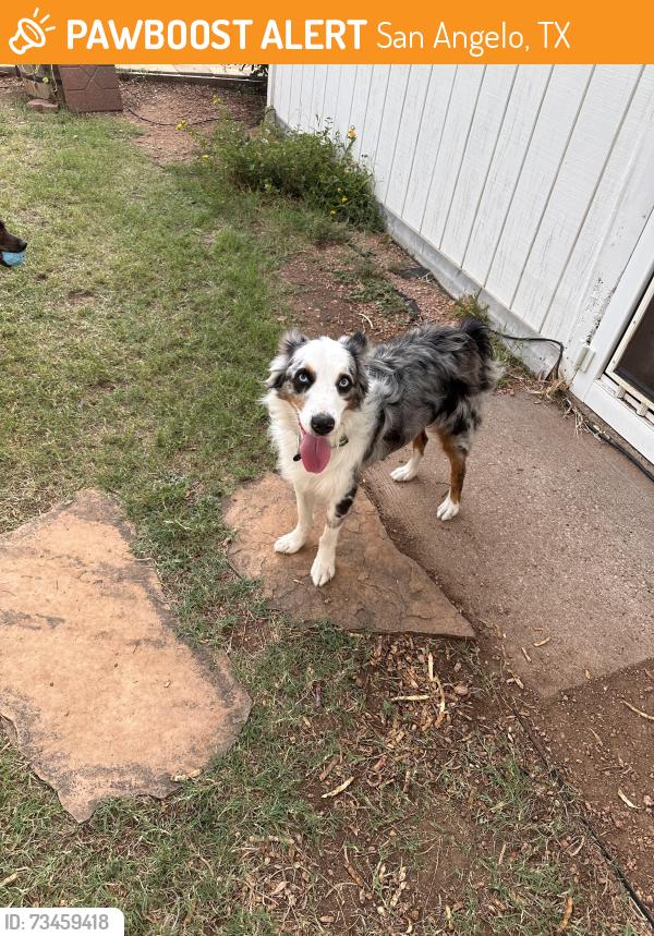 Found/Stray Male Dog last seen Mount Nebo Rd, San Angelo, TX 76901