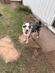 Found/Stray Male Dog last seen Mount Nebo Rd, San Angelo, TX 76901