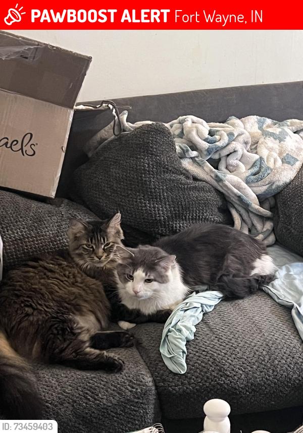 Lost Male Cat last seen Main and Runnion, Fort Wayne, IN 46808