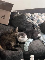 Lost Male Cat last seen Main and Runnion, Fort Wayne, IN 46808
