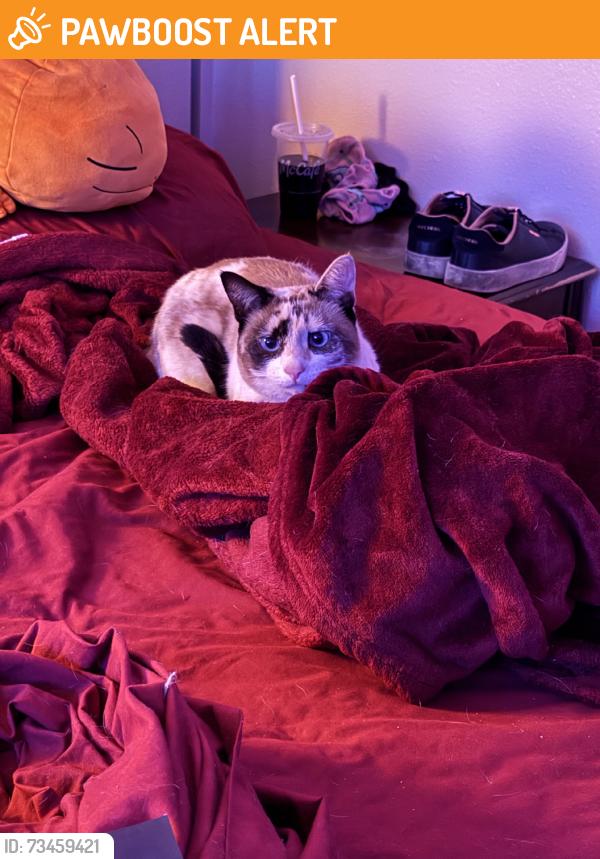 Found/Stray Unknown Cat last seen Costilla near McDonalds, Colorado Springs, CO 80905