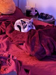 Found/Stray Unknown Cat last seen Costilla near McDonalds, Colorado Springs, CO 80905