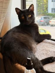 Reunited Male Cat last seen Lake Brandt apmts, Greensboro, NC 27455