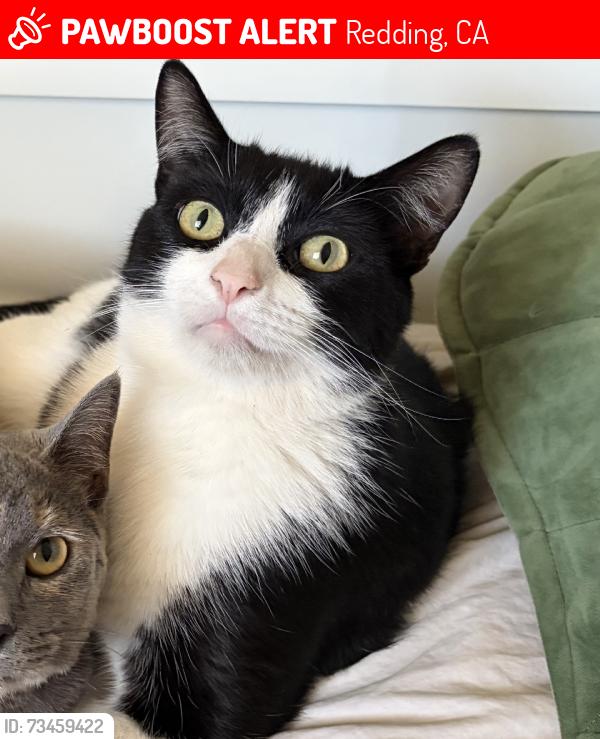 Lost Male Cat last seen Hidden Oaks Trail, Redding, CA 96003