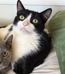 Lost Male Cat last seen Hidden Oaks Trail, Redding, CA 96003