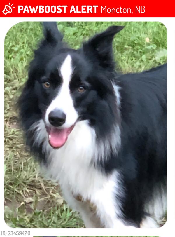 Lost Male Dog last seen Near Os variety, Moncton, NB 