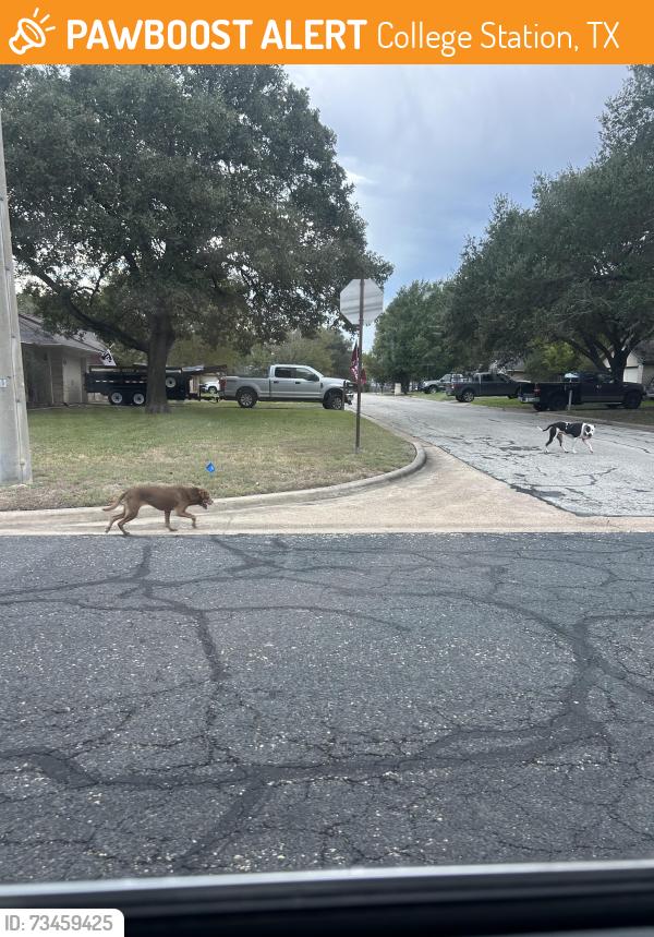 Found/Stray Unknown Dog last seen Shenandoah and Todd Trail, College Station, TX 77845