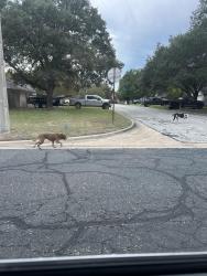 Found/Stray Unknown Dog last seen Shenandoah and Todd Trail, College Station, TX 77845