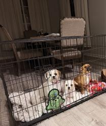 Reunited Unknown Dog last seen Aldine Westfield, Spring, TX 77373