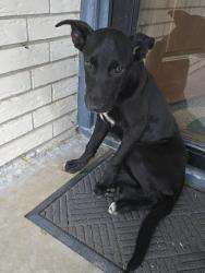Found/Stray Male Dog last seen Meadowcliff Dr, Oklahoma City, OK 73159