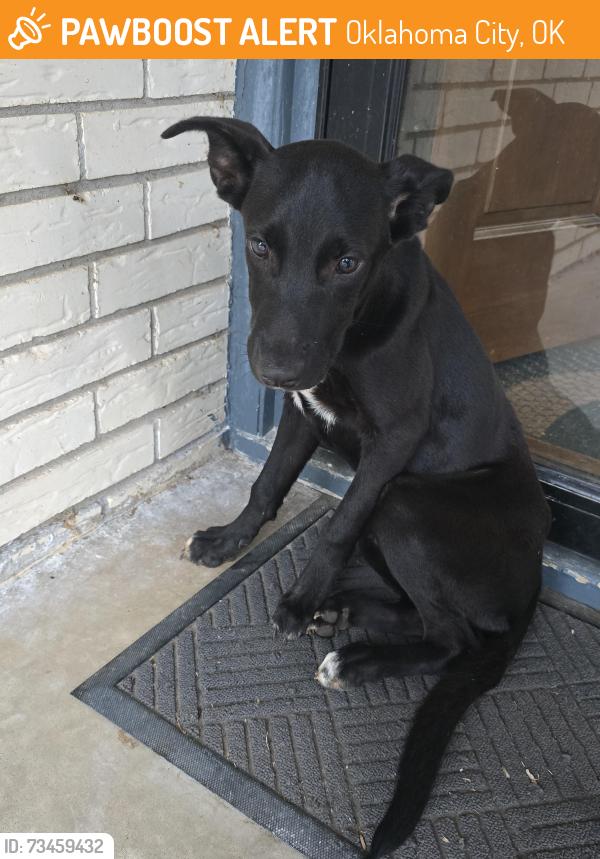Found/Stray Male Dog last seen Meadowcliff Dr, Oklahoma City, OK 73159
