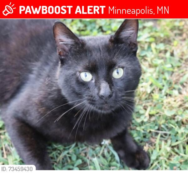 Lost Male Cat last seen Hennepin Ave, Minneapolis, MN 55414
