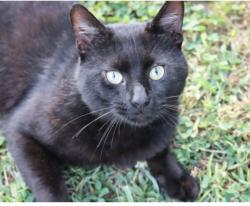 Lost Male Cat last seen Hennepin Ave, Minneapolis, MN 55414