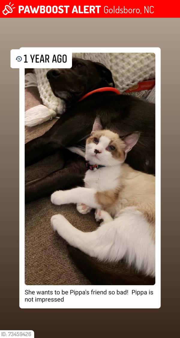 Lost Female Cat last seen Andrews/Park Ave, Goldsboro, NC 27530