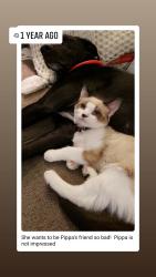 Lost Female Cat last seen Andrews/Park Ave, Goldsboro, NC 27530