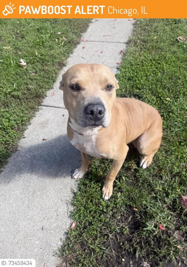 Found/Stray Male Dog last seen Near s Sangamon, Chicago, IL 60643