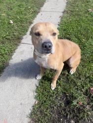 Found/Stray Male Dog last seen Near s Sangamon, Chicago, IL 60643