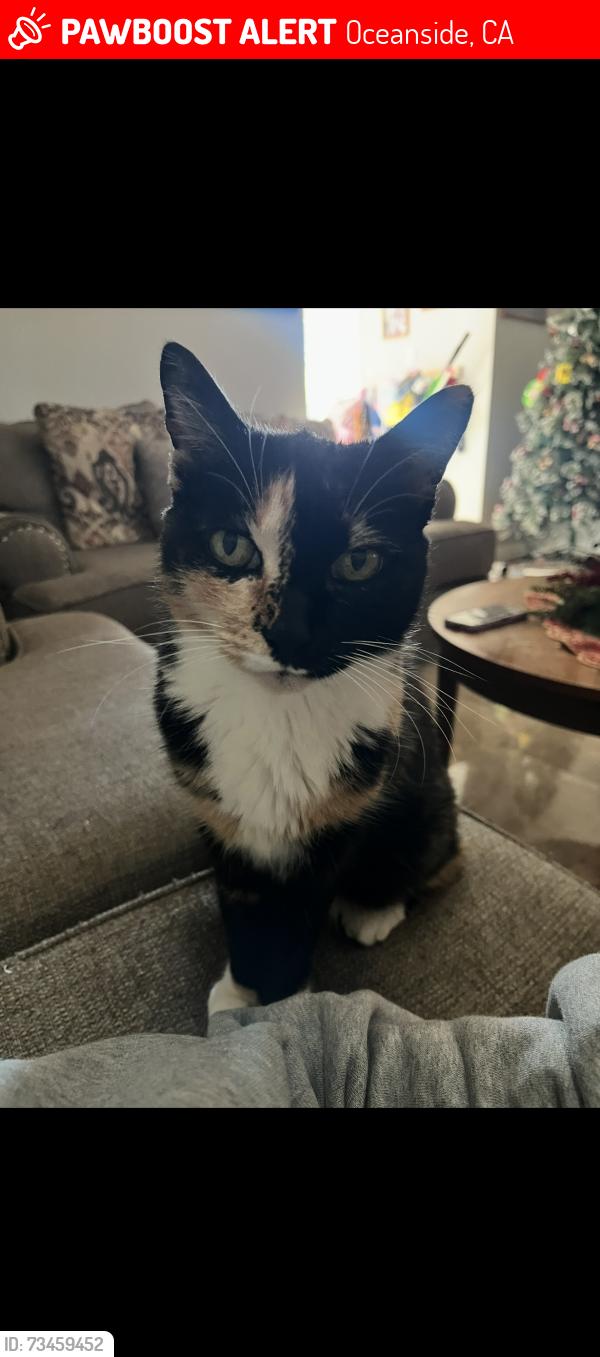 Lost Female Cat last seen Arthur Avenue & E Parker St, Oceanside, CA 92057