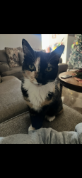 Lost Female Cat last seen Arthur Avenue & E Parker St, Oceanside, CA 92057