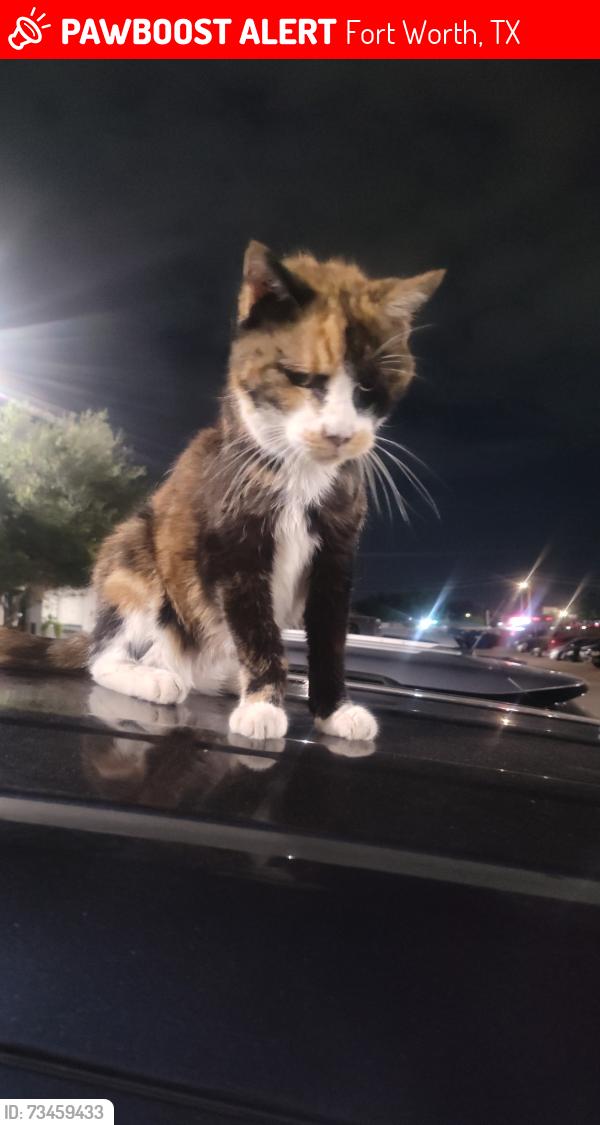 Lost Female Cat last seen South Hulen Street -Granbury, Copperfield apmts,Fort Worth, Fort Worth, TX 76132
