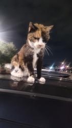 Lost Female Cat last seen South Hulen Street -Granbury, Copperfield apmts,Fort Worth, Fort Worth, TX 76132