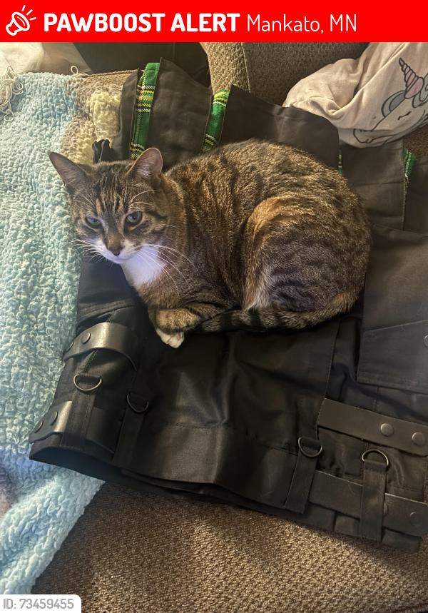 Lost Male Cat last seen Kwik Trip West, Mankato, MN 56001