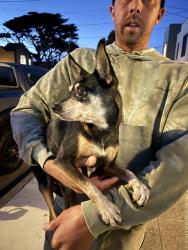 Found/Stray Unknown Dog last seen Near 48th ave and Pacheco st, San Francisco, CA 94116