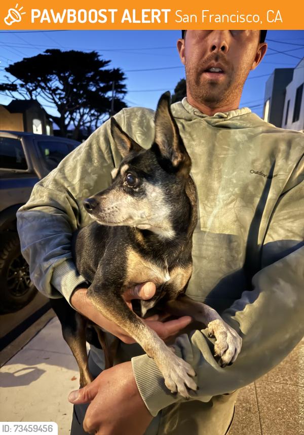 Found/Stray Unknown Dog last seen Near 48th ave and Pacheco st, San Francisco, CA 94116