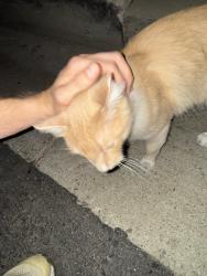 Found/Stray Unknown Cat last seen Collins and Encino ave, Los Angeles, CA 91316