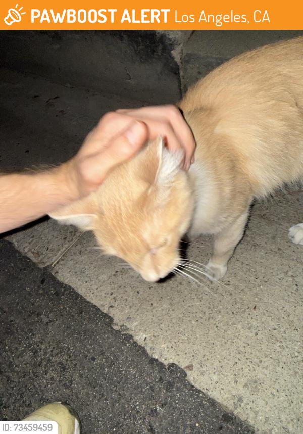 Found/Stray Unknown Cat last seen Collins and Encino ave, Los Angeles, CA 91316