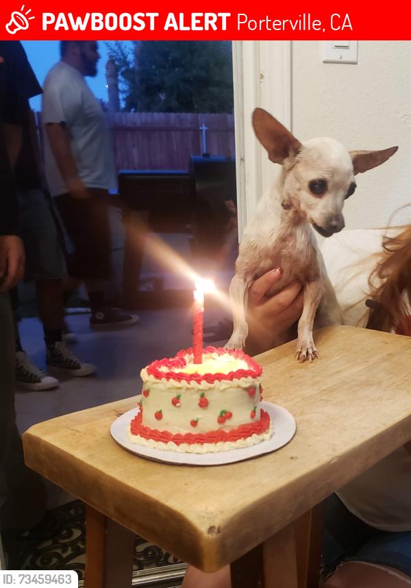 Lost Female Dog last seen Near N Brandy way, Porterville, CA 93257