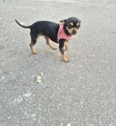 Reunited Female Dog last seen 40th ave and 24th st north, Lealman, FL 33714
