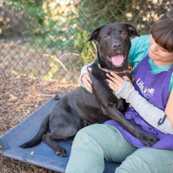 Shelter Stray Male Dog last seen Near KLONDIKE ROAD Lithonia, 30038, 30038, GA, 3280 Chamblee Dunwoody Rd, Chamblee, GA 30341, USA