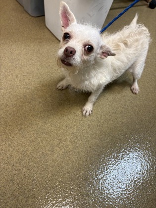 Shelter Stray Unknown Dog last seen Near heritage hill dr desoto tx 75115, Desoto, TX, 1150 E Pleasant Run Rd, Cedar Hill, TX 75104, USA