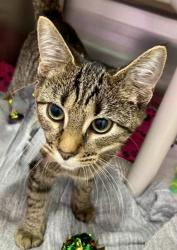 Shelter Stray Female Cat last seen Near Stranden Rd, 21230, MD, 2490 Giles Rd, Baltimore, MD 21225, USA
