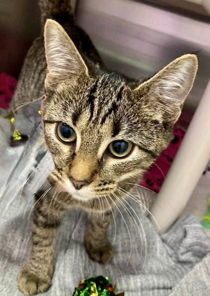 Shelter Stray Female Cat last seen Near Stranden Rd, 21230, MD, 2490 Giles Rd, Baltimore, MD 21225, USA