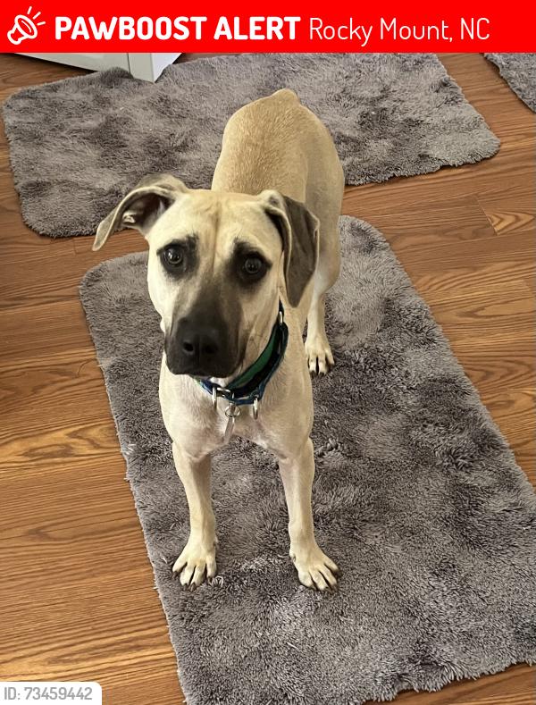 Lost Female Dog last seen Bevenue and Greys Mill Road, Rocky Mount, NC 27804
